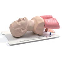 Laerdal Adult Airway Management Trainer 